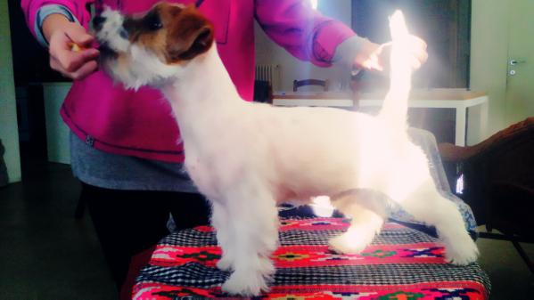 fluberfrenkywildjack | Jack Russell Terrier 