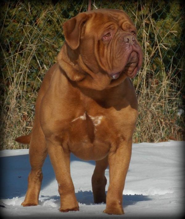 ST-JOHNS MAX | Dogue de Bordeaux 