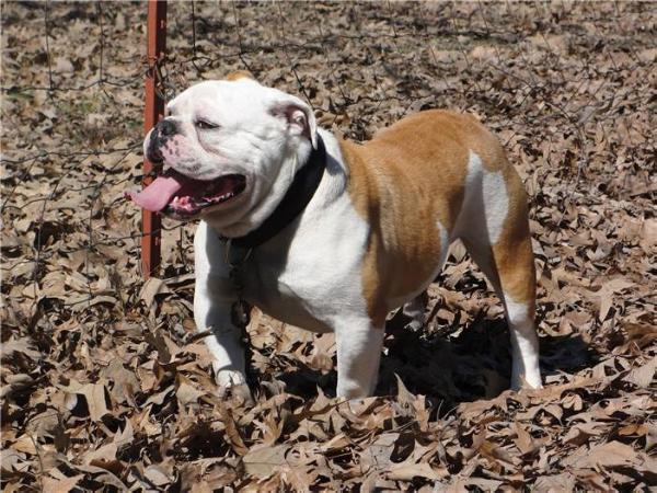 DragonSlayers Franco MeatHead | Olde English Bulldogge 