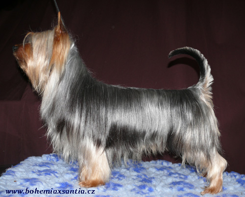 Biley's Qyote Qvizziez | Silky Terrier 