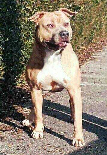 Jackpot Angel Keeper Blood | American Staffordshire Terrier 