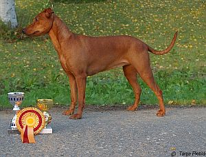 Cherpin RENEE | German Pinscher 