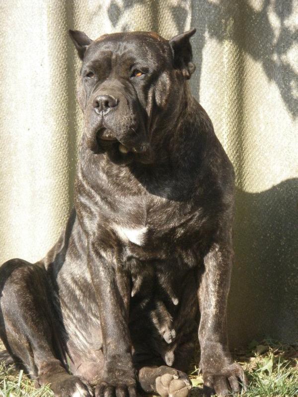 Aida el Guardian Fiel (Ayda) | Perro de Presa Canario 