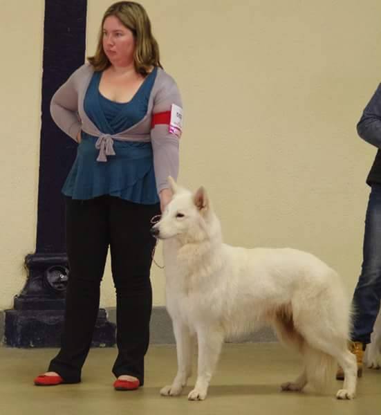 I believe i can fly der weibe stern | White Swiss Shepherd Dog 