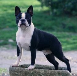 T-Bo'S dendy diamonds | Boston Terrier 