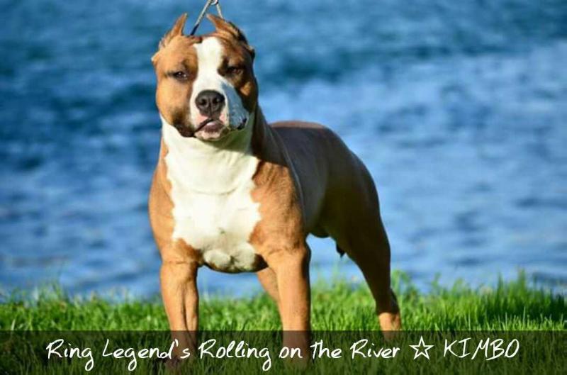 Ring Legend's Rolling on the River | American Staffordshire Terrier 