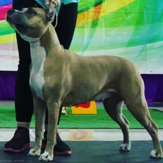 Mery Bonya iz Doma Krasavchika | American Staffordshire Terrier 