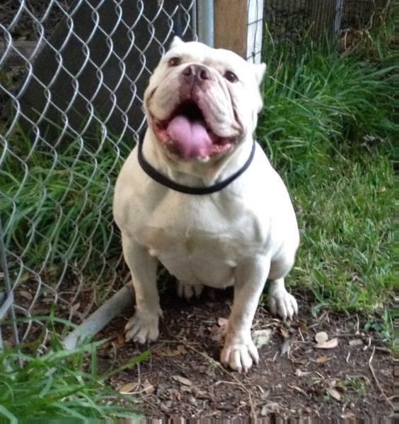 Fotus Queen | Olde English Bulldogge 