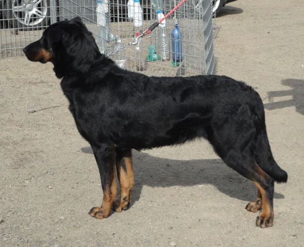 Diva des Feux de l'Ange | Beauceron 