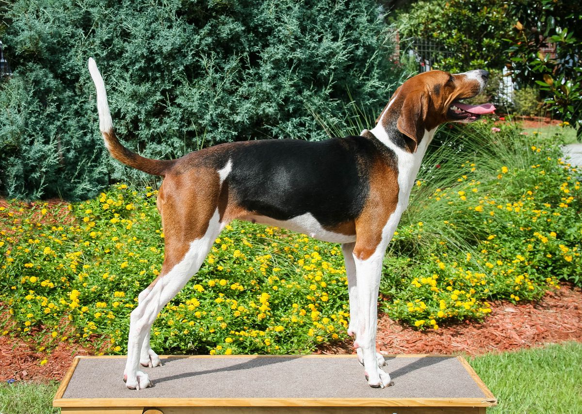 'PR' Knockout's Rock City Moonshine | Treeing Walker Coonhound 