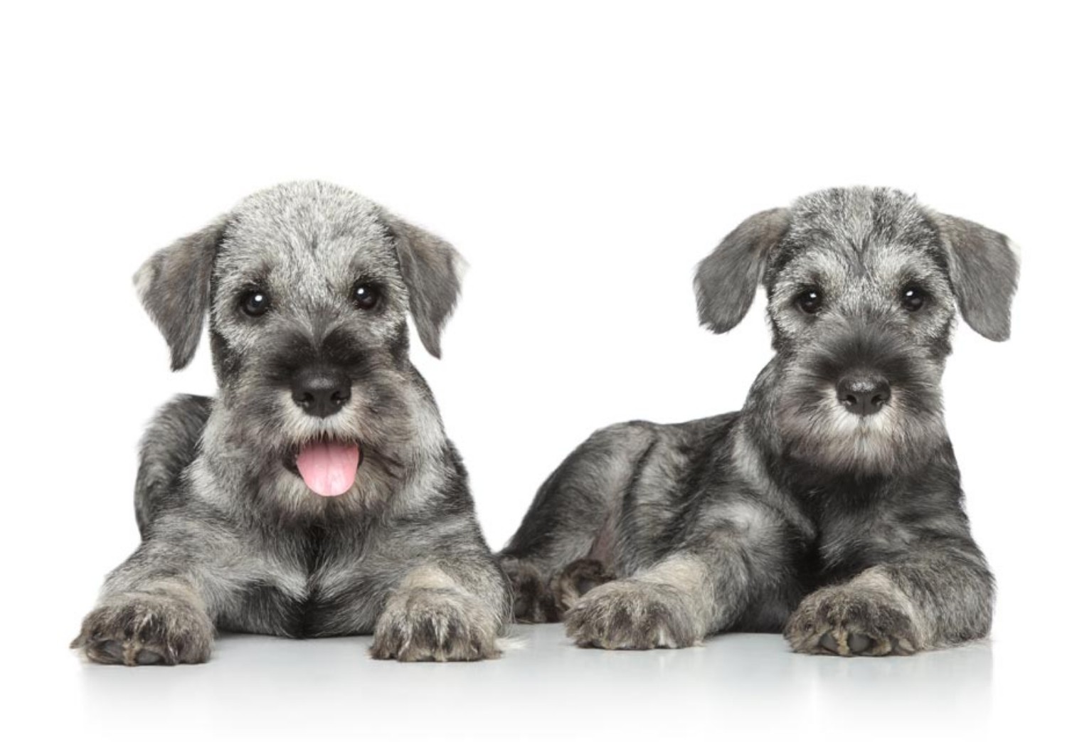 Standard Schnauzer