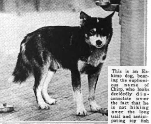 Chirp (~1918) | Siberian Husky 