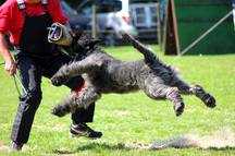 NOXXIE v d causidicus | Bouvier des Flandres 