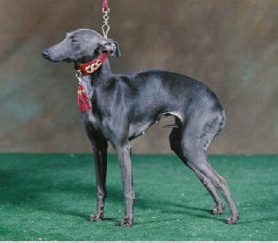 Castafiore do Valle Negro | Italian Greyhound 