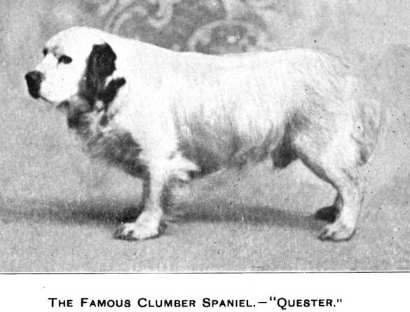 Questor (1920s Not yet otherwise specified) | Clumber Spaniel 