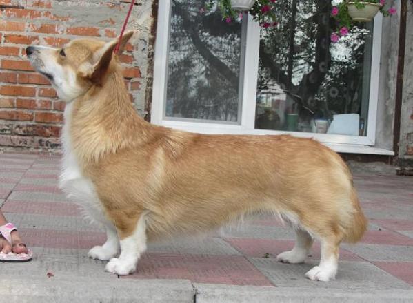 Candy Doll Kristall Busch | Pembroke Welsh Corgi 