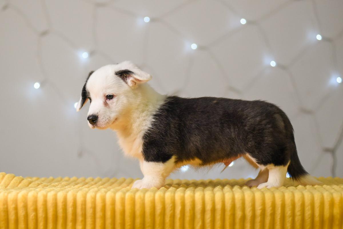 CORSTAR WINNIE-THE-POOH | Cardigan Welsh Corgi 