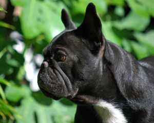 ALIENOR V.D. MESTREECHTENEERKES | French Bulldog 