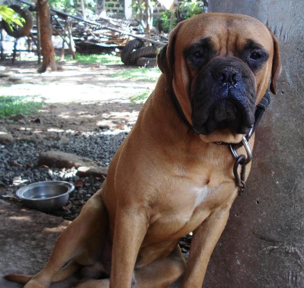 MANALO K9's GORILLA | Bullmastiff 