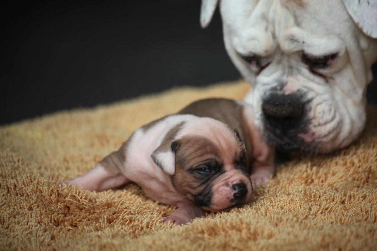 Botelho's Snape | American Bulldog 