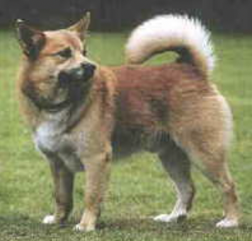 Víkingur Ás frá Ólafsvöllum | Icelandic Sheepdog 