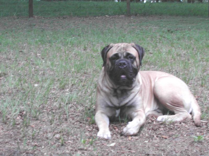 Gallant Oaks Match Made'N Heaven | Bullmastiff 