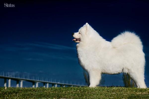 Zamoyski Lucky Priscilla | Samoyed 