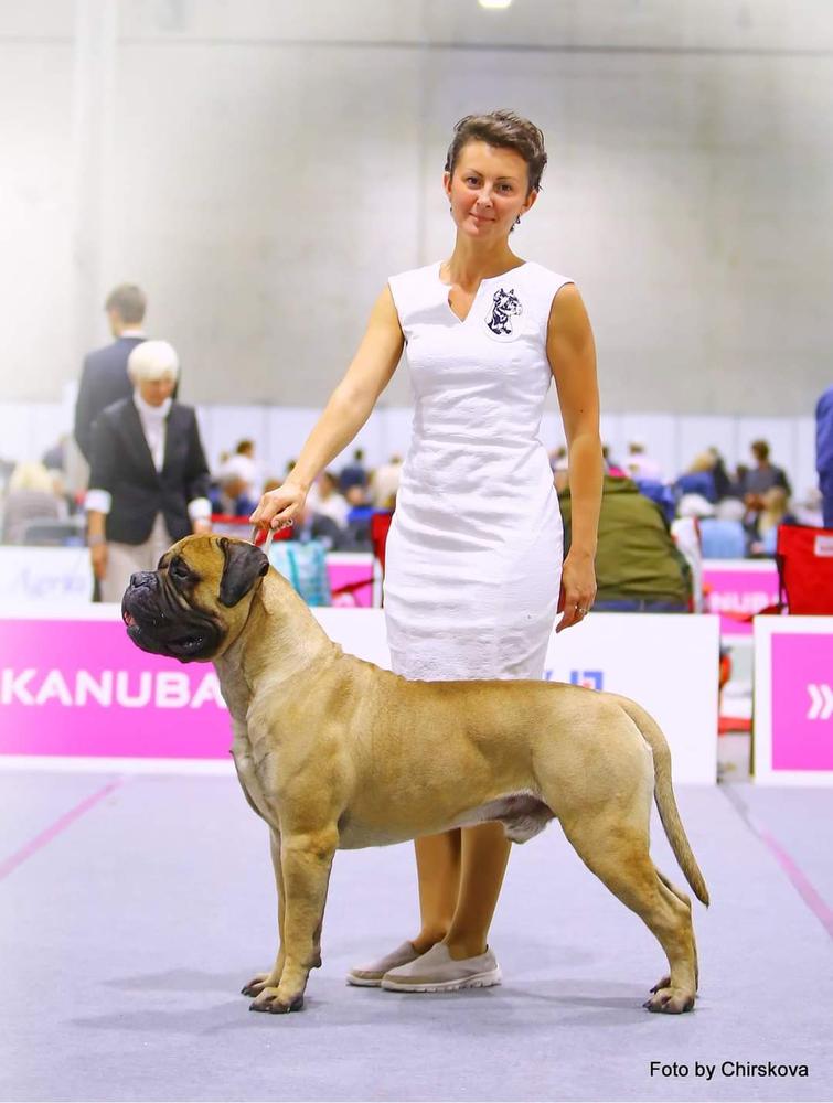 Marvellous Lion Lavr | Bullmastiff 