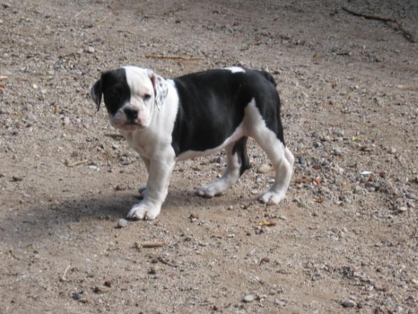 Ramblin Bulldogges Mountain Gurl | Olde English Bulldogge 