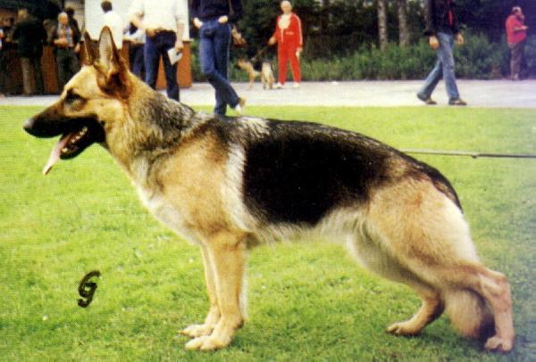 Inke von der Wienerau | German Shepherd Dog 