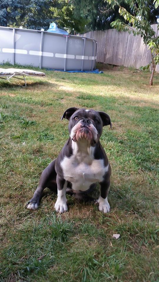 Blue Legend Bully Ellie Mae | Olde English Bulldogge 