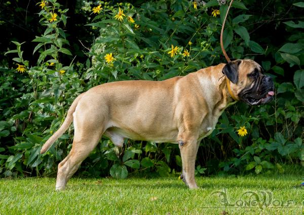 Remember The Titan | Bullmastiff 