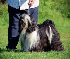 TILASHU DIRTY DANCING AT ARAKI | Tibetan Terrier 