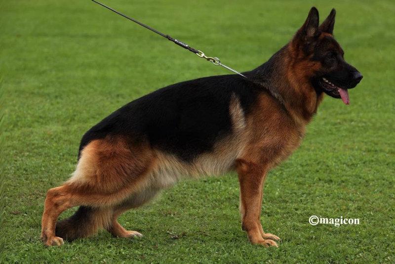 Quentin von Vierhundert Hertz | German Shepherd Dog 