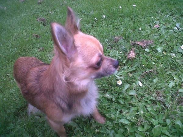 Coda | Chihuahua 