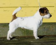 Saltisgardens Woody | Jack Russell Terrier 