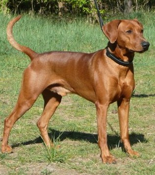 Duffyco's ROSSINI | German Pinscher 