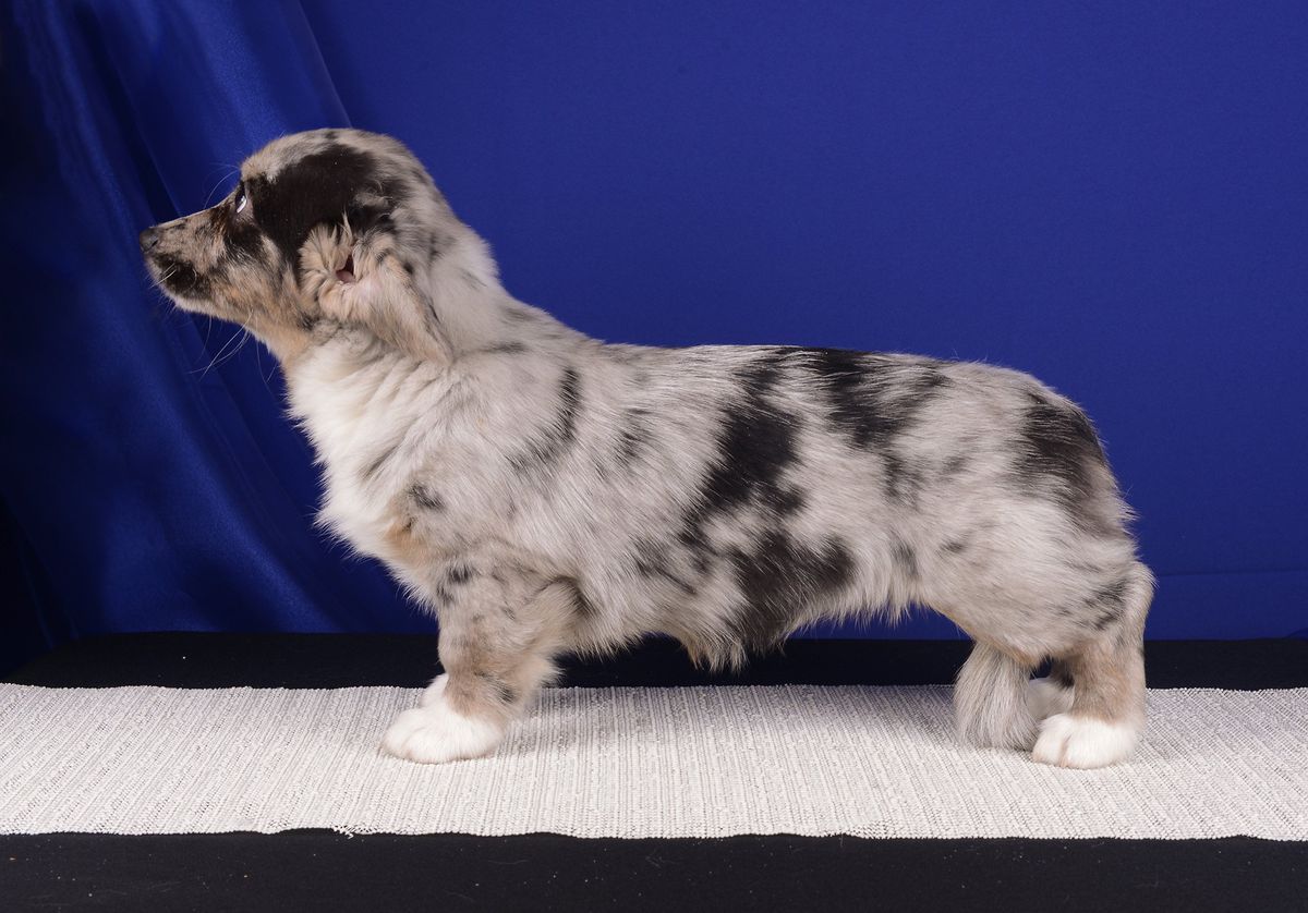 Clarens Lolli Blu | Cardigan Welsh Corgi 