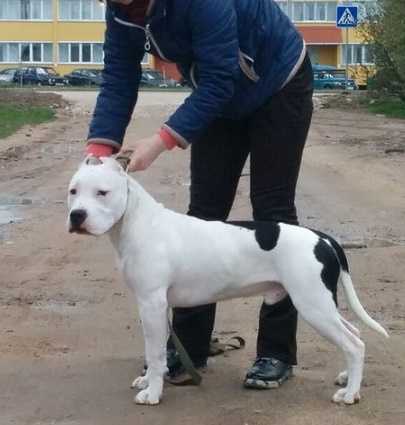 Izum Show Assorty'K | American Staffordshire Terrier 