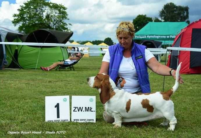 Diggi Malá Karolína | Basset Hound 