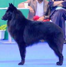 Image Ohio de 3-Fi | Belgian Groenendael 