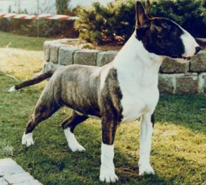 Skylark's Noble Kaiser | Bull Terrier 