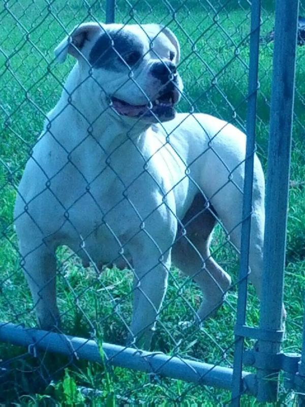 Reynolds' Miss Kay | American Bulldog 