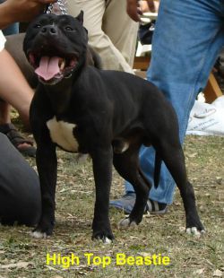 High Top Beastie | American Pit Bull Terrier 