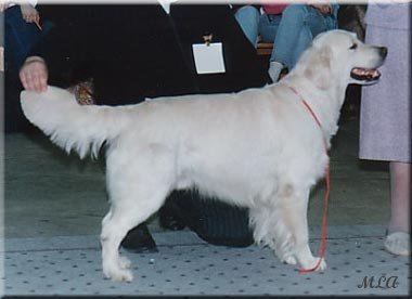 Majik Johnny B Goode | Golden Retriever 