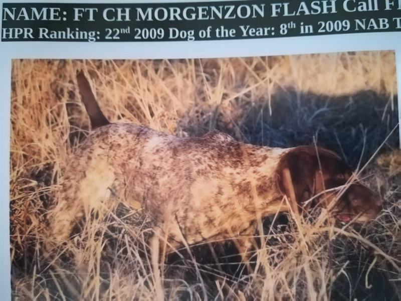 MORGENZON FLASH | German Shorthaired Pointer 