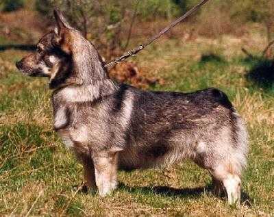 SVEDALA LUDWIG LODJUR | Swedish Vallhund 