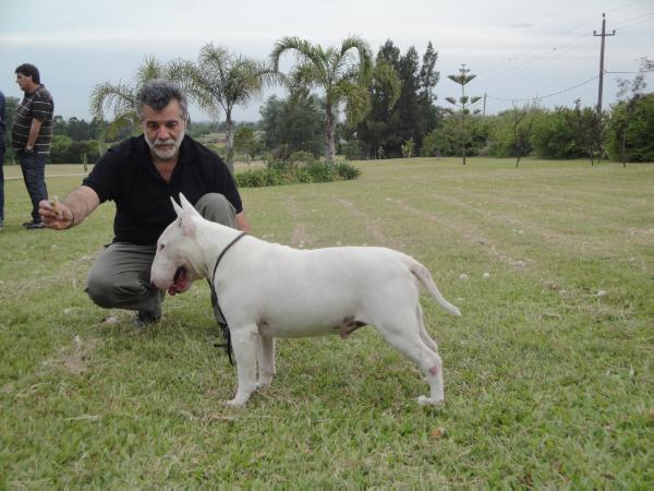 Apollo God Sétima Dinastía | Bull Terrier 