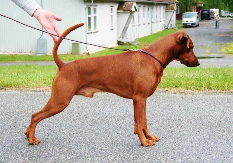 Gangland Wolfrider's bearclaw | German Pinscher 