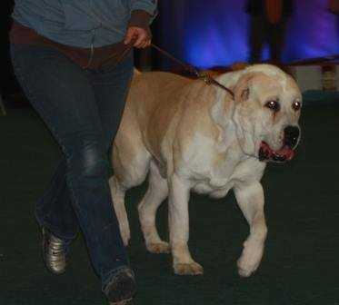 ARISTAN ALGA OTLTIN | Central Asian Shepherd Dog 